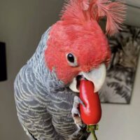 Gang Gang Cockatoo for Sale