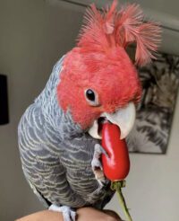 Gang Gang Cockatoo for Sale