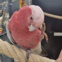 Rose Breasted Cockatoo for Sale