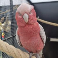 Rose Breasted Cockatoo for Sale