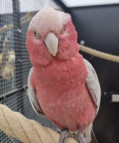 Rose Breasted Cockatoo for Sale
