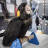 Yellow Tailed Black Cockatoo for Sale