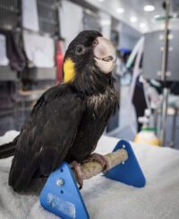 Yellow Tailed Black Cockatoo for Sale