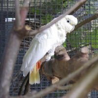 Red Vented Cockatoo for Sale