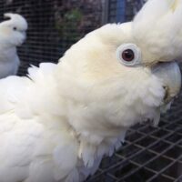 Red Vented Cockatoo for Sale