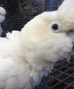 Red Vented Cockatoo for Sale