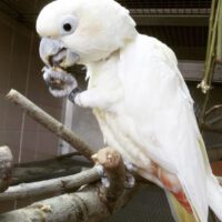 Red Vented Cockatoo for Sale