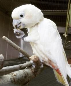 Red Vented Cockatoo for Sale
