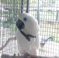 Blue Eyed Cockatoo for Sale