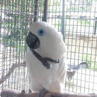 Blue Eyed Cockatoo for Sale