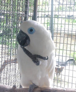 Blue Eyed Cockatoo for Sale