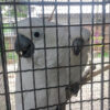 Blue Eyed Cockatoo for Sale