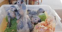 Baby Cockatoo Parrots for Sale