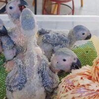 Baby Cockatoo Parrots for Sale