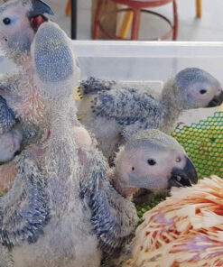 Baby Cockatoo Parrots for Sale