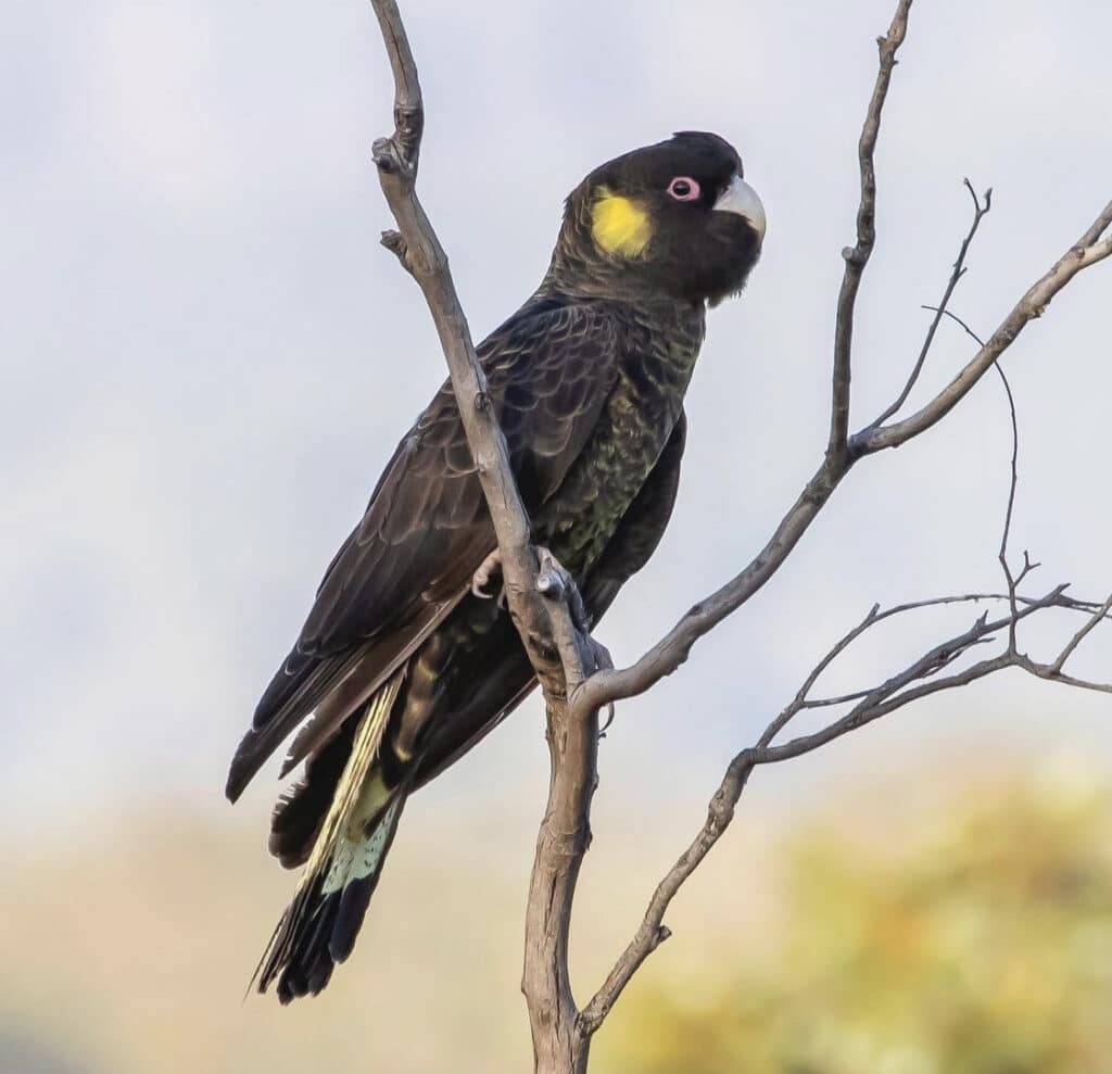 Yellow tailed black cockatoo for sale