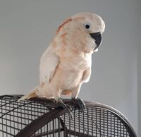 Moluccan Cockatoo for Sale