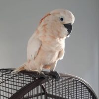 Moluccan Cockatoo for Sale