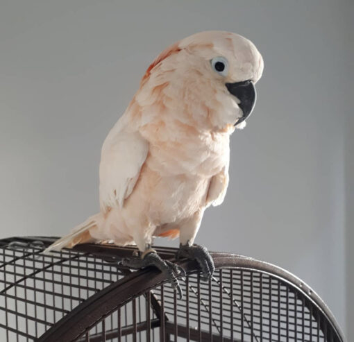 Moluccan Cockatoo for Sale