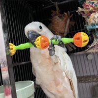 Moluccan Cockatoo for Sale