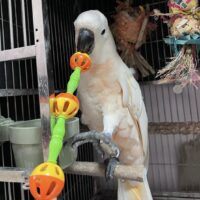 Moluccan Cockatoo for Sale