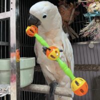 Moluccan Cockatoo for Sale