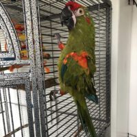 Red Fronted Macaw for Sale