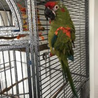 Red Fronted Macaw for Sale