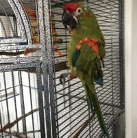 Red Fronted Macaw for Sale