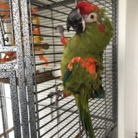 Red Fronted Macaw for Sale