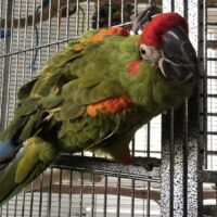 Red Fronted Macaw for Sale