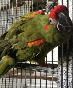 Red Fronted Macaw for Sale