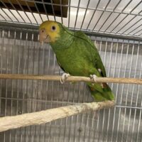 Double Yellow Headed Amazon for sale