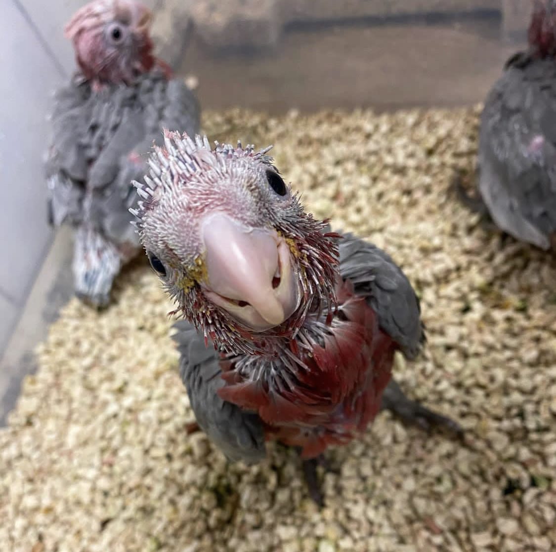 baby cockatoo parrots for sale 