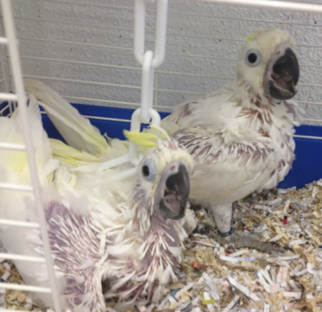 baby cockatoo parrots for sale 