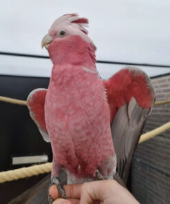 galah cockatoo for sale