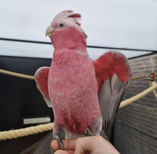 galah cockatoo for sale