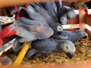 african grey parrots for sale in Missouri