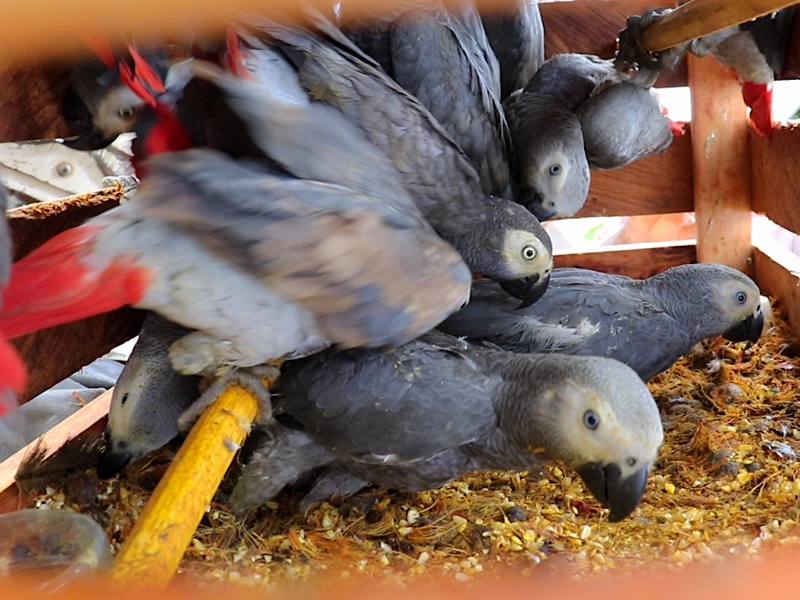 african grey parrots for sale in Missouri