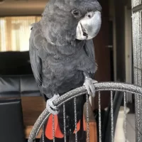 Red Tailed Black Cockatoo for Sale