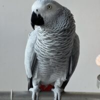 african grey parrot for sale