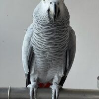 african grey parrot for sale