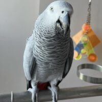 Tamed Congo African Grey