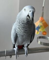 Tamed Congo African Grey