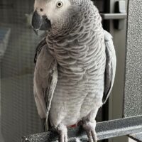 african grey parrot for sale