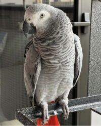 african grey parrot for sale