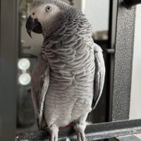 african grey parrot for sale