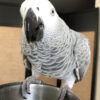 African Grey For Sale $500