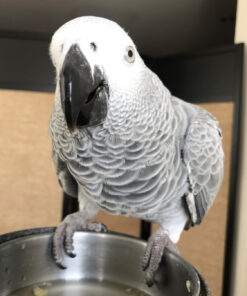 African Grey For Sale $500