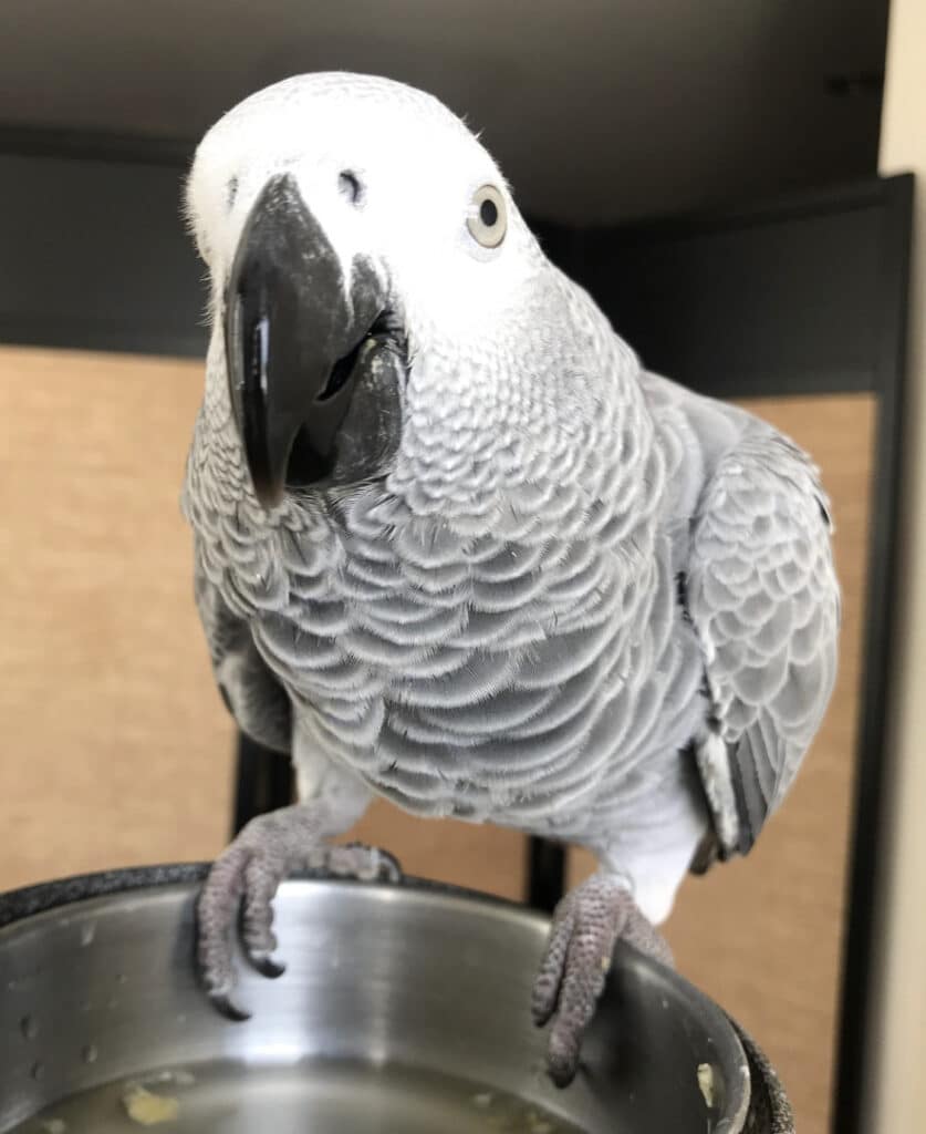 African Grey For Sale $500